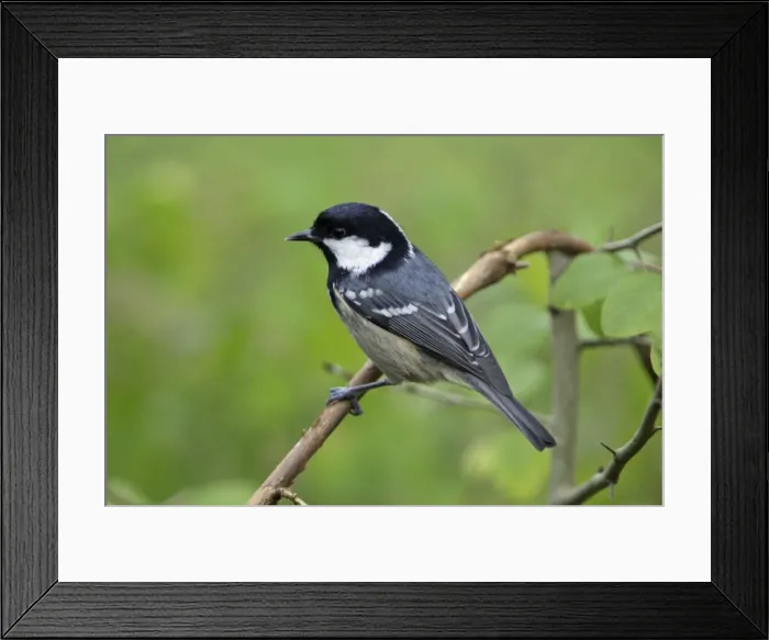Framed Print : Coal Tit - On branch Lower Saxony, Germany Framed Print : Coal Tit - On branch Lower Saxony, Germany
