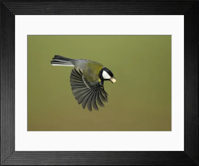 Framed Print : Great Tit - In flight with peanut in bill Lower Saxony, Germany Framed Print : Great Tit - In flight with peanut in bill Lower Saxony, Germany