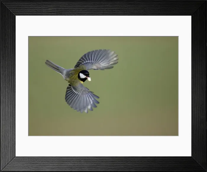 Framed Print : Great Tit - In flight with peanut in bill Lower Saxony, Germany Framed Print : Great Tit - In flight with peanut in bill Lower Saxony, Germany
