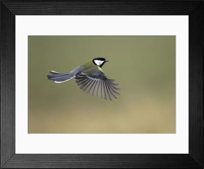 Framed Print : Great Tit - In flight Lower Saxony, Germany Framed Print : Great Tit - In flight Lower Saxony, Germany