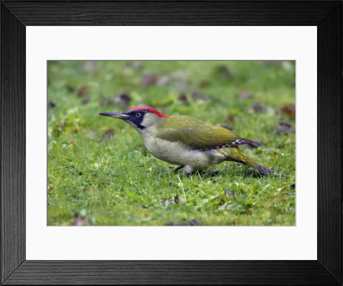 Framed Print : Green Woodpecker - Male feeding on lawn Lower Saxony, Germany Framed Print : Green Woodpecker - Male feeding on lawn Lower Saxony, Germany