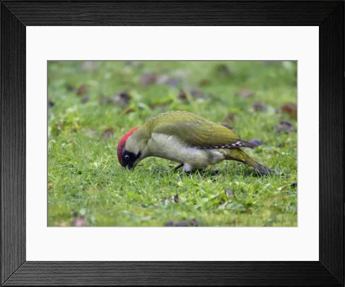 Framed Print : Green Woodpecker - Male feeding on lawn Lower Saxony, Germany Framed Print : Green Woodpecker - Male feeding on lawn Lower Saxony, Germany
