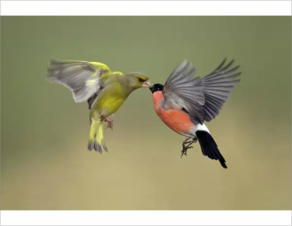 Greenfinch and Bullfinch - Male birds fighting in flight Lower Saxony, Germany