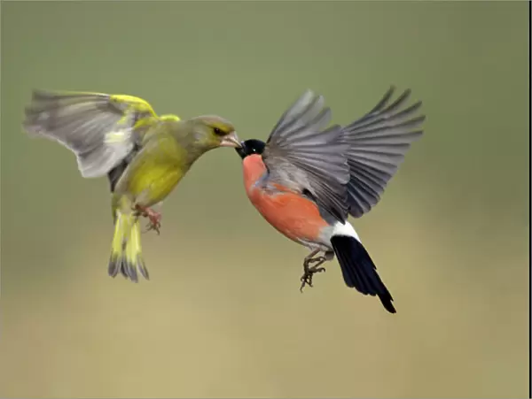 Greenfinch and Bullfinch - Male birds fighting in flight Lower Saxony, Germany