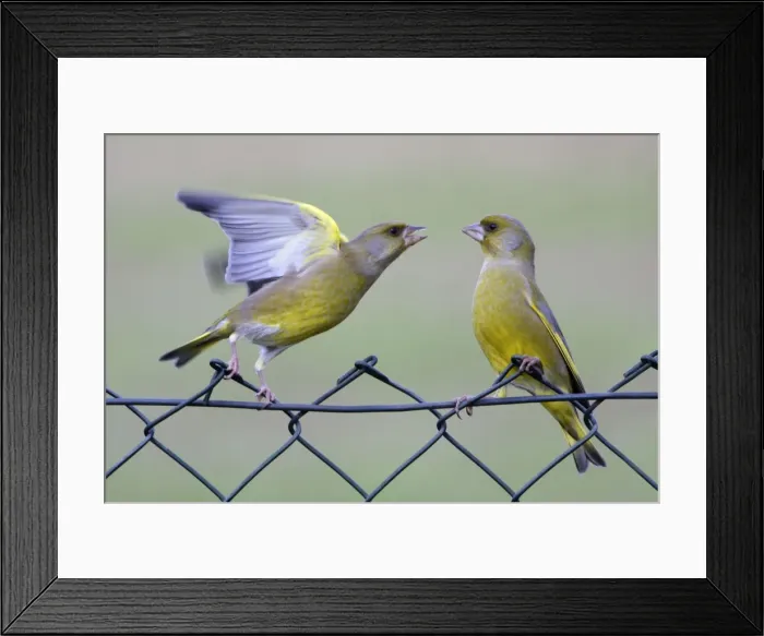 Framed Print : Greenfinches - 2 male birds fighting on garden fence Lower Saxony, Germany Framed Print : Greenfinches - 2 male birds fighting on garden fence Lower Saxony, Germany