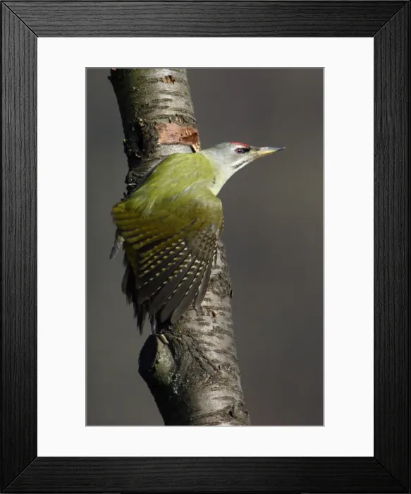 Framed Print : Grey Headed Woodpecker - Male stretching wing Lower Saxony, Germany Framed Print : Grey Headed Woodpecker - Male stretching wing Lower Saxony, Germany