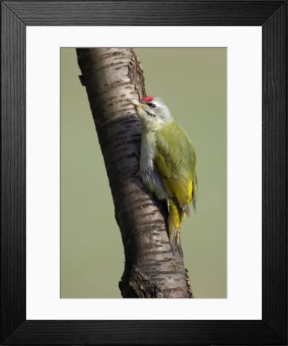 Framed Print : Grey Headed Woodpecker - Male perched on tree stem Lower Saxony, Germany Framed Print : Grey Headed Woodpecker - Male perched on tree stem Lower Saxony, Germany