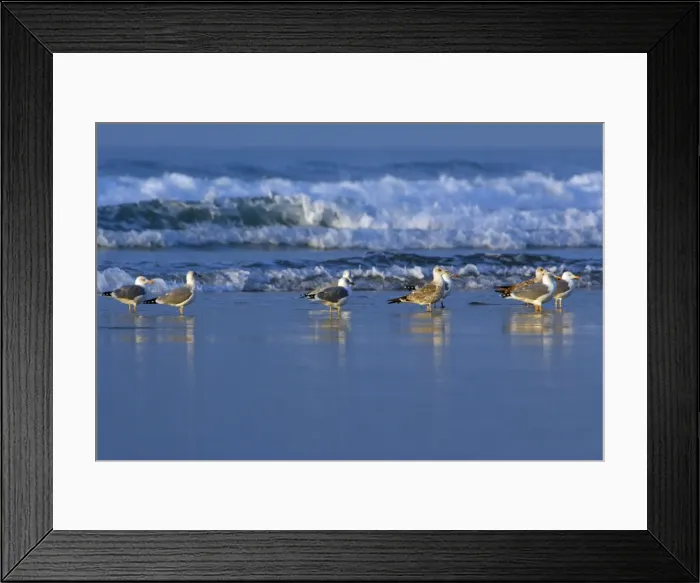 Framed Print : Herring Gulls - Resting on beach Costa Verde, Cantabria, North Spain Framed Print : Herring Gulls - Resting on beach Costa Verde, Cantabria, North Spain