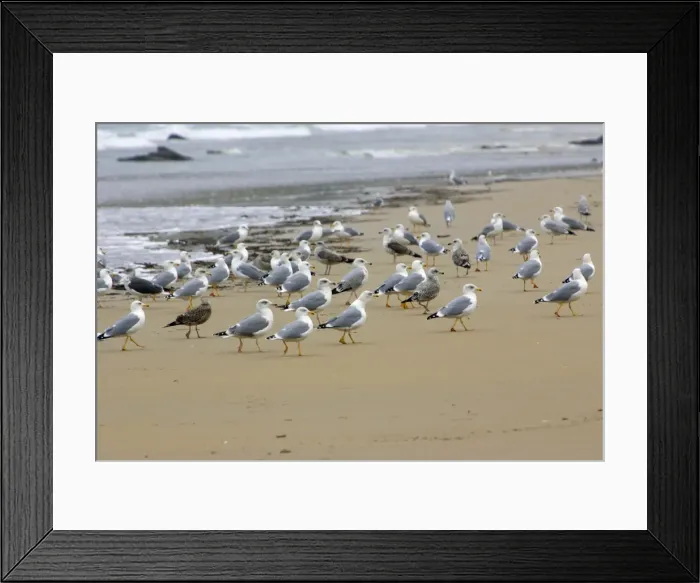 Framed Print : Herring Gulls - Resting on beach Costa Verde, Cantabria, North Spain Framed Print : Herring Gulls - Resting on beach Costa Verde, Cantabria, North Spain