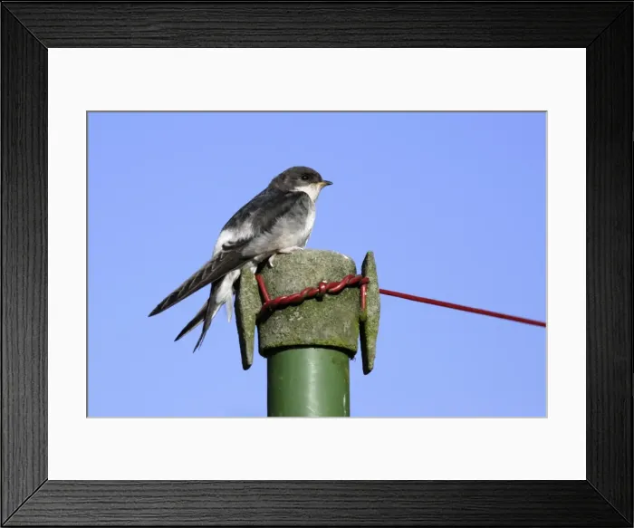 Framed Print : House Martin - Juvenile on washing line post Lower Saxony, Germany Framed Print : House Martin - Juvenile on washing line post Lower Saxony, Germany