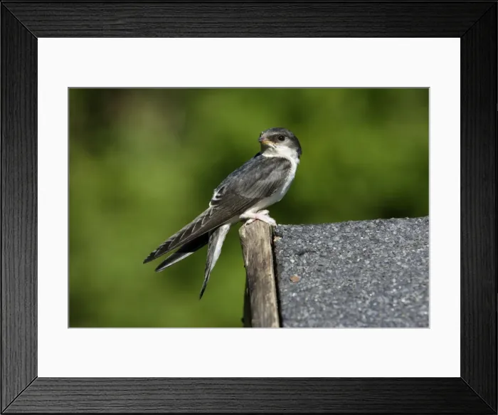 Framed Print : House Martin - Juvenile sitting on roof Lower Saxony, Germany Framed Print : House Martin - Juvenile sitting on roof Lower Saxony, Germany