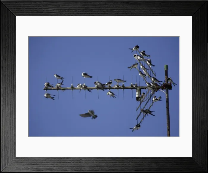 Framed Print : House Martin - Young birds gathering on TV aerial in autumn Lower Saxony, Germany