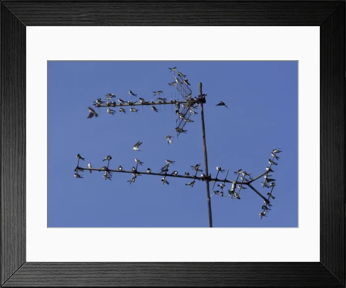 Framed Print : House Martin - Young birds gathering on TV aerial in autumn Lower Saxony, Germany Framed Print : House Martin - Young birds gathering on TV aerial in autumn Lower Saxony, Germany