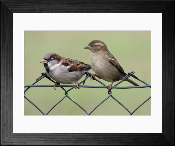 Framed Print : House Sparrows - Male and female on garden fence Lower Saxony, Germany Framed Print : House Sparrows - Male and female on garden fence Lower Saxony, Germany