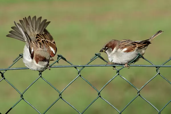 House Sparrows - 2 Males fighting on garden fence Lower Saxony, Germany