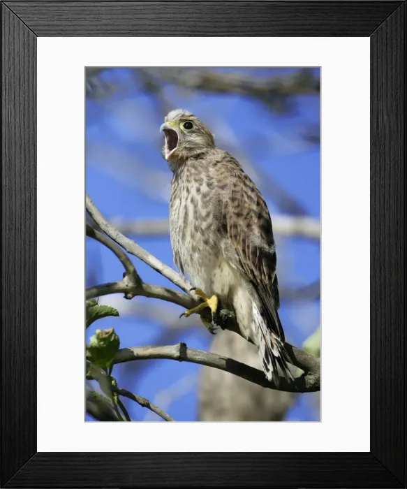 Framed Print : Kestrel - Immature calling to parent birds after leaving nest Lower Saxony, Germany Framed Print : Kestrel - Immature calling to parent birds after leaving nest Lower Saxony, Germany