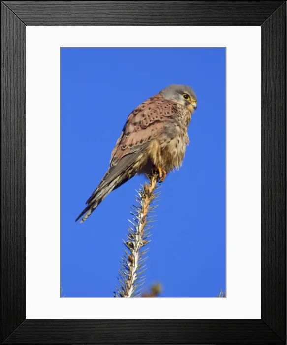 Framed Print : Kestrel - Male sitting on tree top Lower Saxony, Germany Framed Print : Kestrel - Male sitting on tree top Lower Saxony, Germany