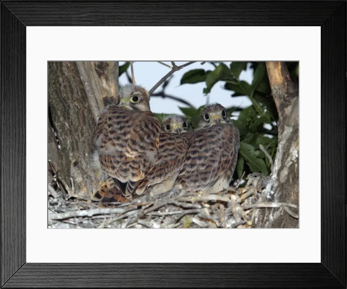 Framed Print : Kestrel - Fledglings in nest Lower Saxony, Germany Framed Print : Kestrel - Fledglings in nest Lower Saxony, Germany