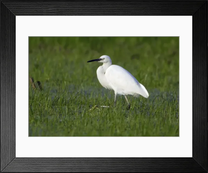 Framed Print : Little Egret - Searching for food Costa Verde, Cantabria, Spain Framed Print : Little Egret - Searching for food Costa Verde, Cantabria, Spain