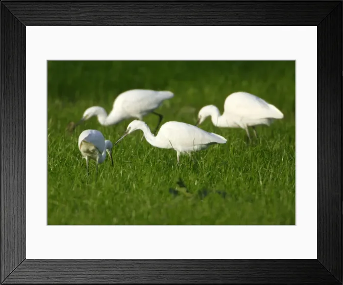 Framed Print : Little Egrets - Searching for food Costa Verde, Cantabria, Spain Framed Print : Little Egrets - Searching for food Costa Verde, Cantabria, Spain