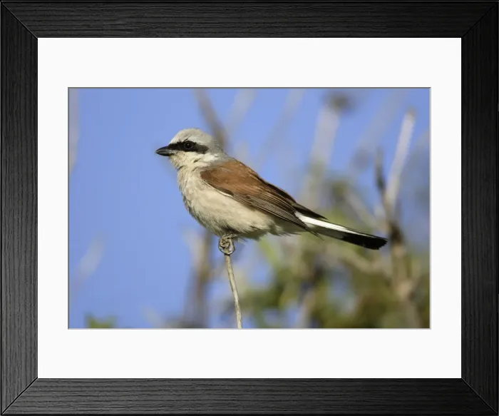 Framed Print : Red-Backed Shrike - Perched on twig Lower Saxony, Germany Framed Print : Red-Backed Shrike - Perched on twig Lower Saxony, Germany