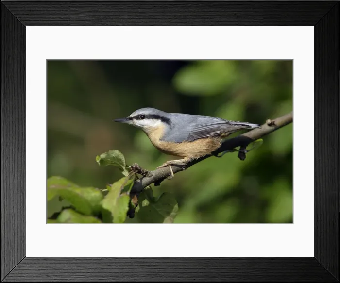 Framed Print : Nuthatch - Perched on branch Lower Saxony, Germany Framed Print : Nuthatch - Perched on branch Lower Saxony, Germany
