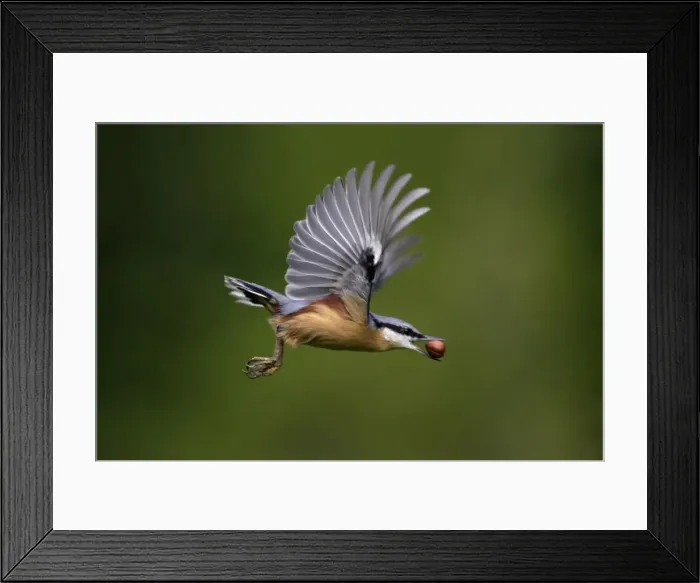 Framed Print : Nuthatch - In flight with nut in beak Lower Saxony, Germany Framed Print : Nuthatch - In flight with nut in beak Lower Saxony, Germany