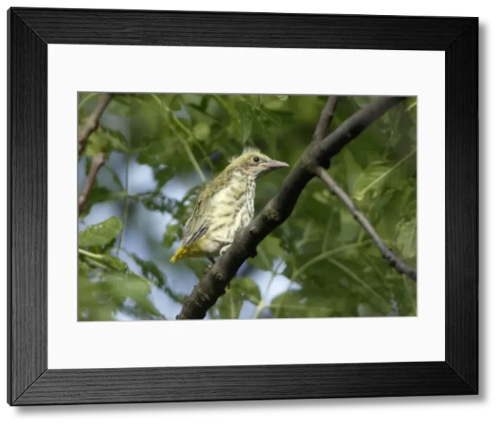Framed Print : Golden Oriole - Juvenile sitting in tree Bavaria, Germany Framed Print : Golden Oriole - Juvenile sitting in tree Bavaria, Germany