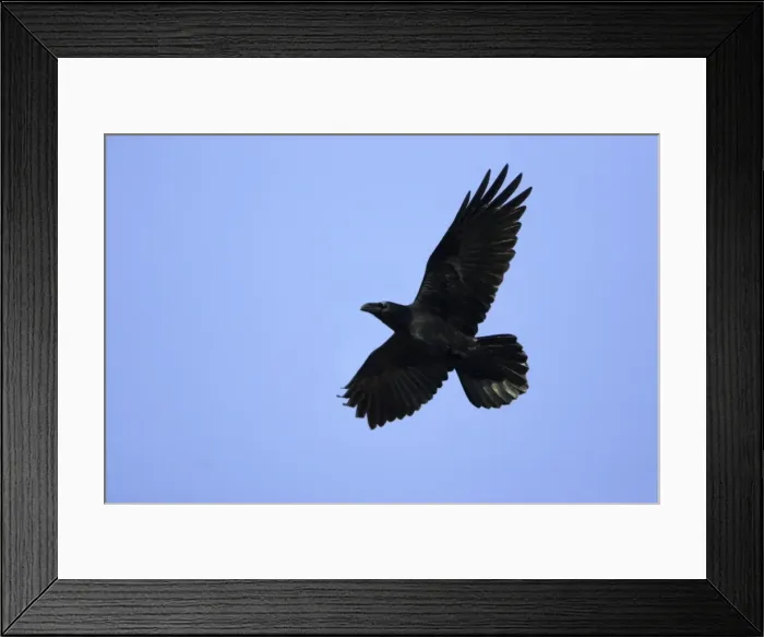 Framed Print : Raven - In flight Lower Saxony, Germany Framed Print : Raven - In flight Lower Saxony, Germany