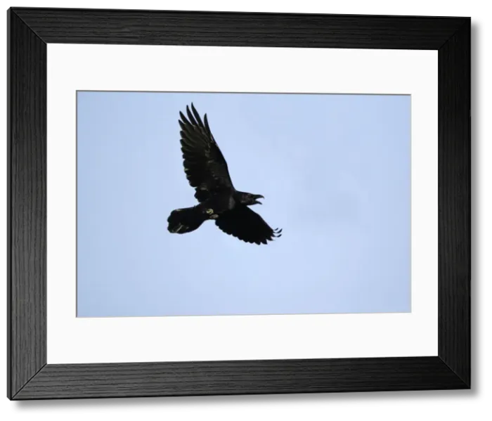 Framed Print : Raven - In flight, calling Lower Saxony, Germany Framed Print : Raven - In flight, calling Lower Saxony, Germany
