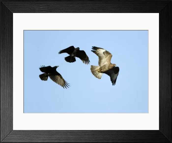 Framed Print : Crows - mobbing buzzard Lower Saxony, Germany Framed Print : Crows - mobbing buzzard Lower Saxony, Germany