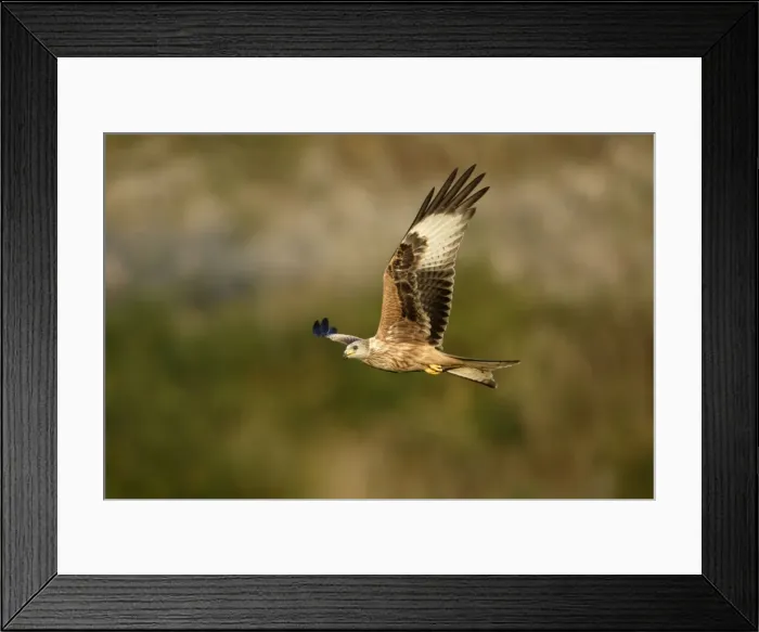 Framed Print : Red Kite-In flight Lower Saxony, Germany Framed Print : Red Kite-In flight Lower Saxony, Germany