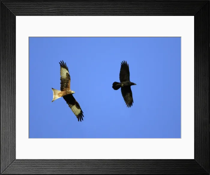 Framed Print : Red Kite - and Raven (Corvus corax) in flight, soaring on air currents Lower Saxony, Germany Framed Print : Red Kite - and Raven (Corvus corax) in flight, soaring on air currents Lower Saxony, Germany