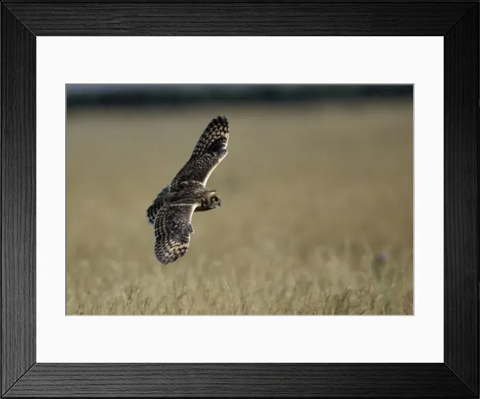 Framed Print : Short-Eared Owl- Immature bird in flight National Park Neusiedlersee, Austria Framed Print : Short-Eared Owl- Immature bird in flight National Park Neusiedlersee, Austria