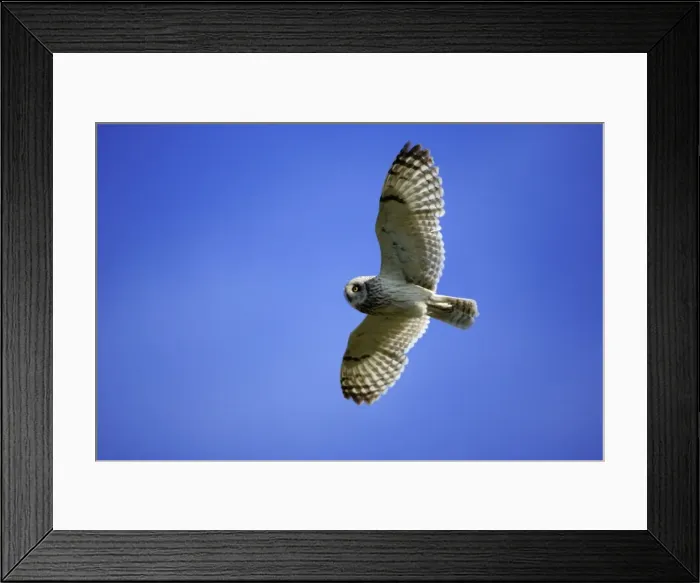 Framed Print : Short-Eared Owl-In flight National Park Neusiedlersee, Austria Framed Print : Short-Eared Owl-In flight National Park Neusiedlersee, Austria