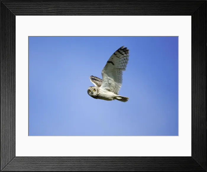 Framed Print : Short-Eared Owl-In flight National Park Neusiedlersee, Austria Framed Print : Short-Eared Owl-In flight National Park Neusiedlersee, Austria
