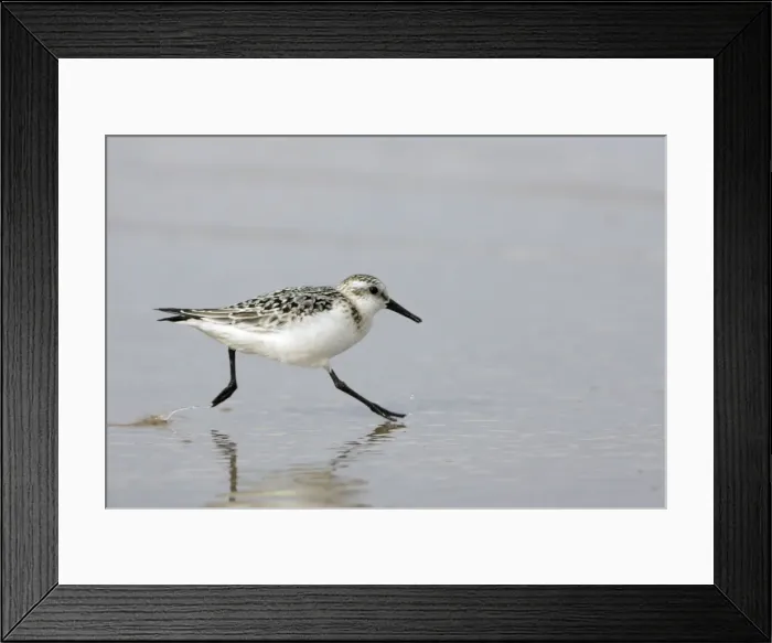 Framed Print : Sanderling-Running along shoreline, in winter plumage Costa Verde, Spain Framed Print : Sanderling-Running along shoreline, in winter plumage Costa Verde, Spain