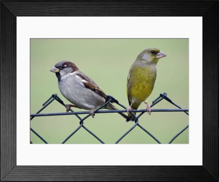 Framed Print : House Sparrow - and Greenfinch, males on garden fence Lower Saxony, Germany Framed Print : House Sparrow - and Greenfinch, males on garden fence Lower Saxony, Germany