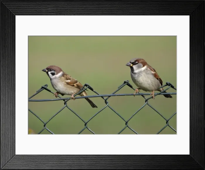 Framed Print : Tree Sparrow - and House Sparrow on garden fence Lower Saxony, Germany Framed Print : Tree Sparrow - and House Sparrow on garden fence Lower Saxony, Germany