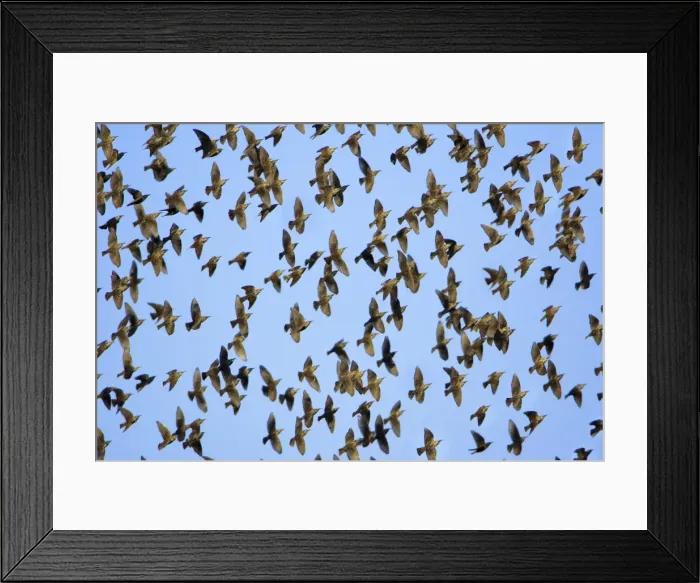 Framed Print : Starlings-Flock in flight, autumn Lower Saxony, Germany Framed Print : Starlings-Flock in flight, autumn Lower Saxony, Germany