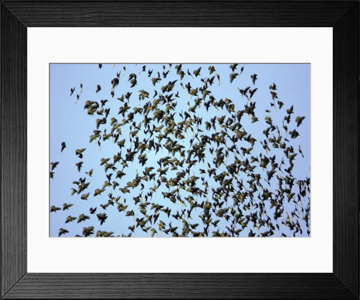 Framed Print : Starlings-Panic in flock due to presence of sparrowhawk Lower Saxony, Germany Framed Print : Starlings-Panic in flock due to presence of sparrowhawk Lower Saxony, Germany