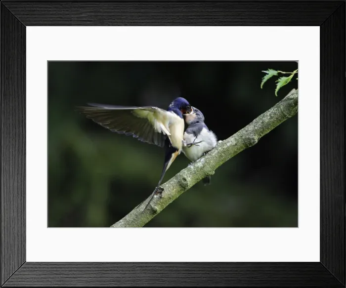 Framed Print : Swalllows-Parent bird feeding young bird on the wing Lower Saxony, Germany Framed Print : Swalllows-Parent bird feeding young bird on the wing Lower Saxony, Germany