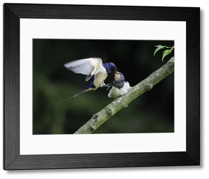 Framed Print : Swallows-Parent bird feeding young bird on the wing Lower Saxony, Germany