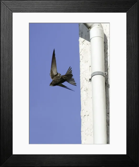 Framed Print : Swift-Leaving nest in building roof. Hessen, Germany Framed Print : Swift-Leaving nest in building roof. Hessen, Germany
