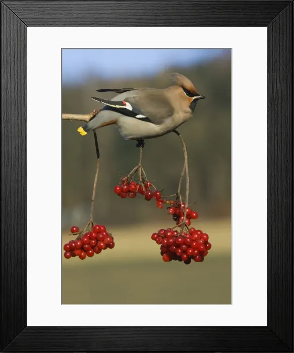Framed Print : Waxwing-Feeding on Guelder-rose berries Lower Saxony, Germany Framed Print : Waxwing-Feeding on Guelder-rose berries Lower Saxony, Germany
