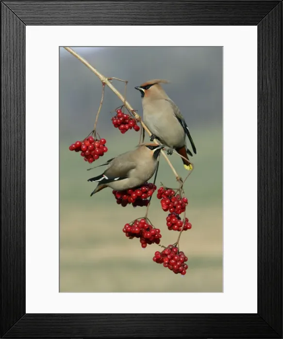 Framed Print : Waxwings-Feeding on Guelder-rose berries Lower Saxony, Germany Framed Print : Waxwings-Feeding on Guelder-rose berries Lower Saxony, Germany
