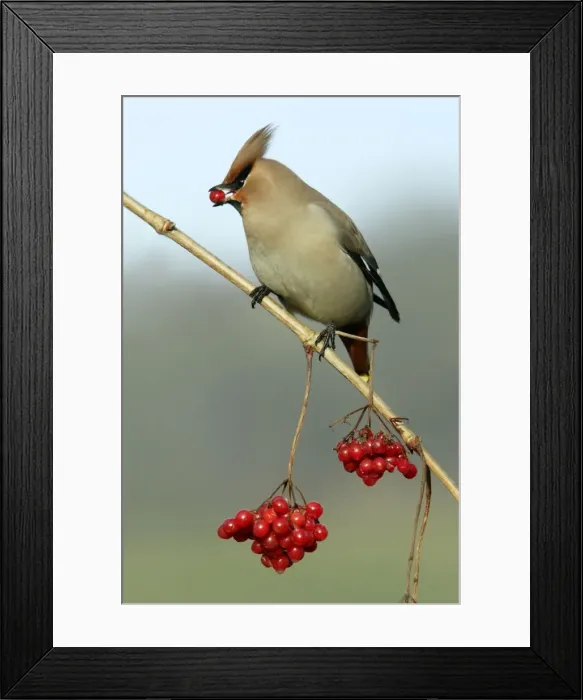 Framed Print : Waxwing-Feeding on Guelder-rose berries Lower Saxony, Germany Framed Print : Waxwing-Feeding on Guelder-rose berries Lower Saxony, Germany