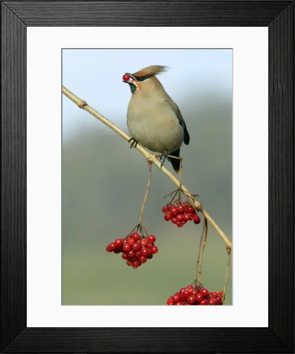 Framed Print : Waxwing-Feeding on Guelder-rose berries Lower Saxony, Germany