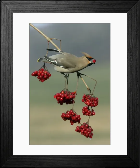 Framed Print : Waxwing-Feeding on Guelder-rose berries Lower Saxony, Germany Framed Print : Waxwing-Feeding on Guelder-rose berries Lower Saxony, Germany