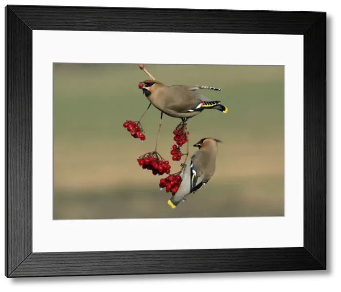 Framed Print : Waxwings-Feeding on Guelder-rose berries Lower Saxony, Germany Framed Print : Waxwings-Feeding on Guelder-rose berries Lower Saxony, Germany